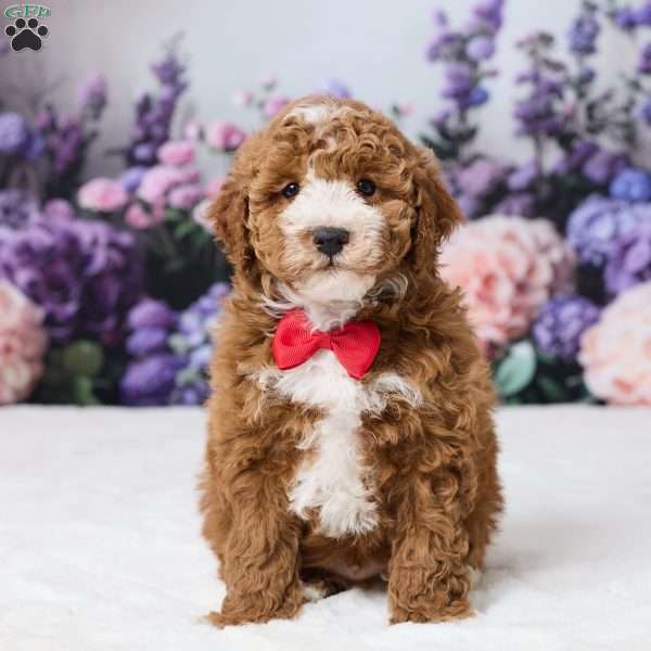 Beau, Miniature Poodle Puppy